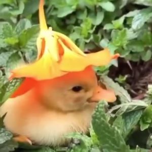 Meet your Posher, Maddy